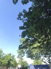 Cercis siliquastrum
