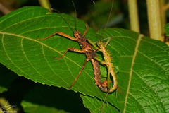 Spinohirasea bengalensis