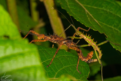 Spinohirasea bengalensis
