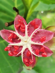Dillenia suffruticosa