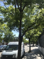 Robinia pseudoacacia