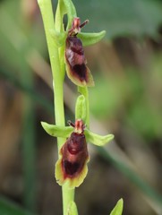 Ophrys insectifera subinsectifera