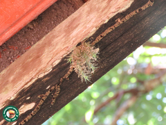 Tillandsia tricholepis