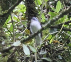 Elminia albicauda