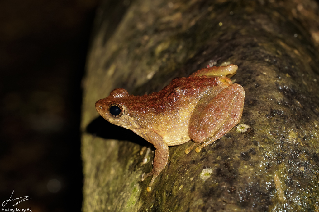 Amolops tonkinensis
