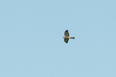Accipiter brevipes