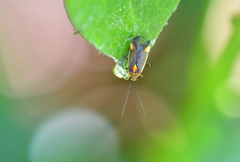 Capsodes flavomarginatus