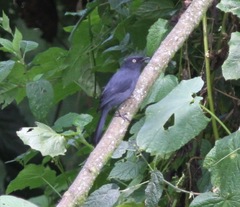 Melaenornis ardesiacus