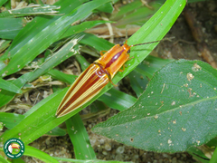 Semiotus serraticornis