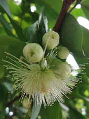 Syzygium aqueum