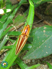 Semiotus serraticornis