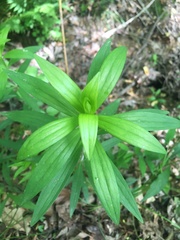 Lilieae