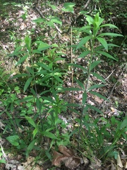 Lilieae