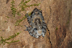 Theloderma vietnamense