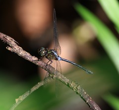 Pornothemis starrei