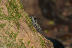 Theloderma vietnamense