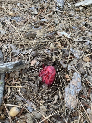 iNaturalist observation photo of Snowplant