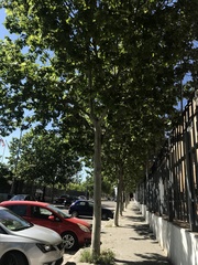 Platanus × hispanica