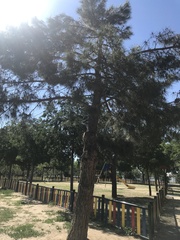 Pinus pinea