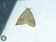 Trocodima lenistriata