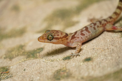 Cyrtodactylus cattienensis