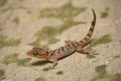 Cyrtodactylus cattienensis