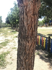 Pinus pinea