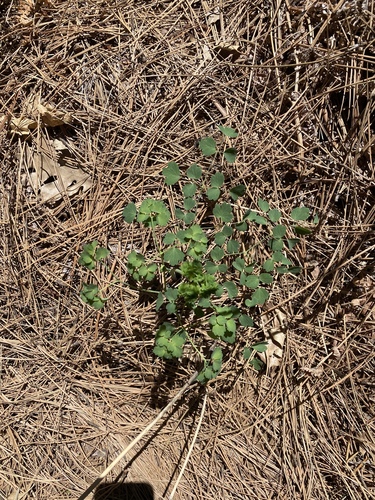 iNaturalist observation photo of Fendler's Meadow-rue
