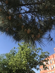 Pinus pinea