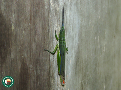 Opshomala viridis