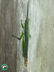 Opshomala viridis