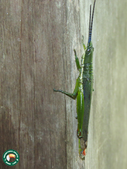 Opshomala viridis
