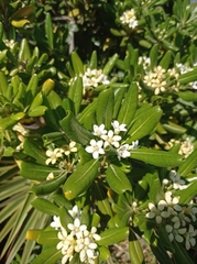 Pittosporum tobira