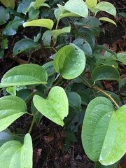 Smilax setosa