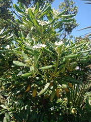 Pittosporum tobira