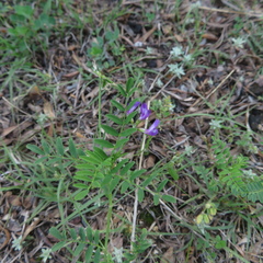 Astragalus nuttallianus