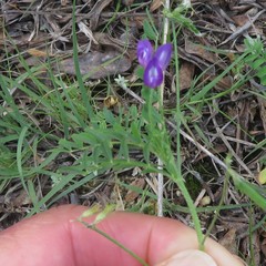 Astragalus nuttallianus