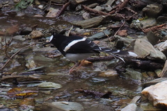 Enicurus leschenaulti