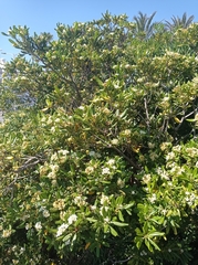 Pittosporum tobira