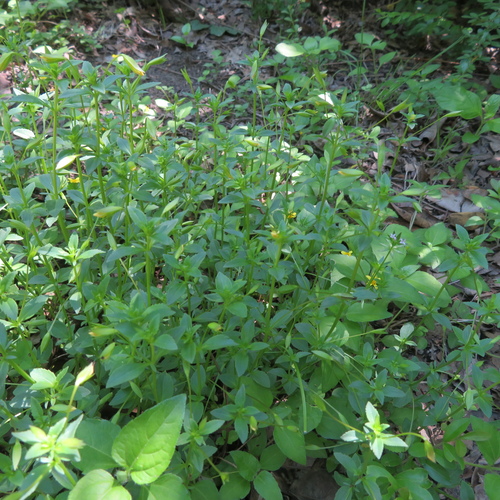 Mecardonia procumbens iNat (1)