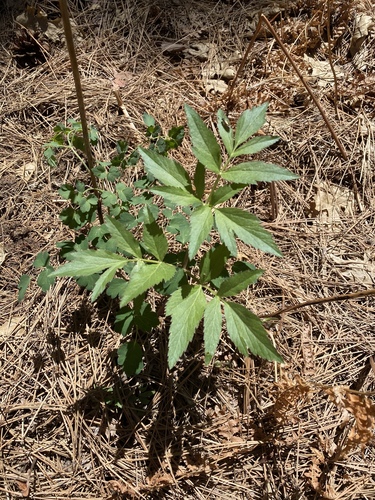 iNaturalist observation photo of Selineae
