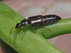 Eusphalerum primulae