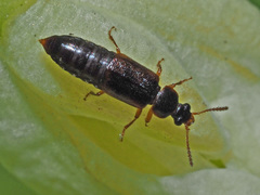 Eusphalerum primulae