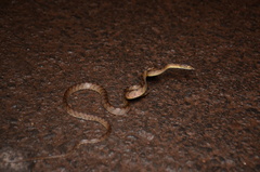 Boiga