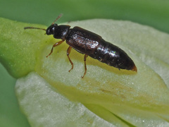 Eusphalerum primulae