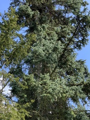Abies nordmanniana