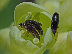 Eusphalerum primulae