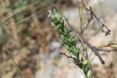Linum strictum