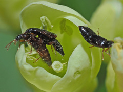 Eusphalerum primulae