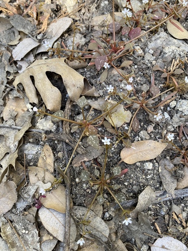 iNaturalist observation photo of Redstem Springbeauty